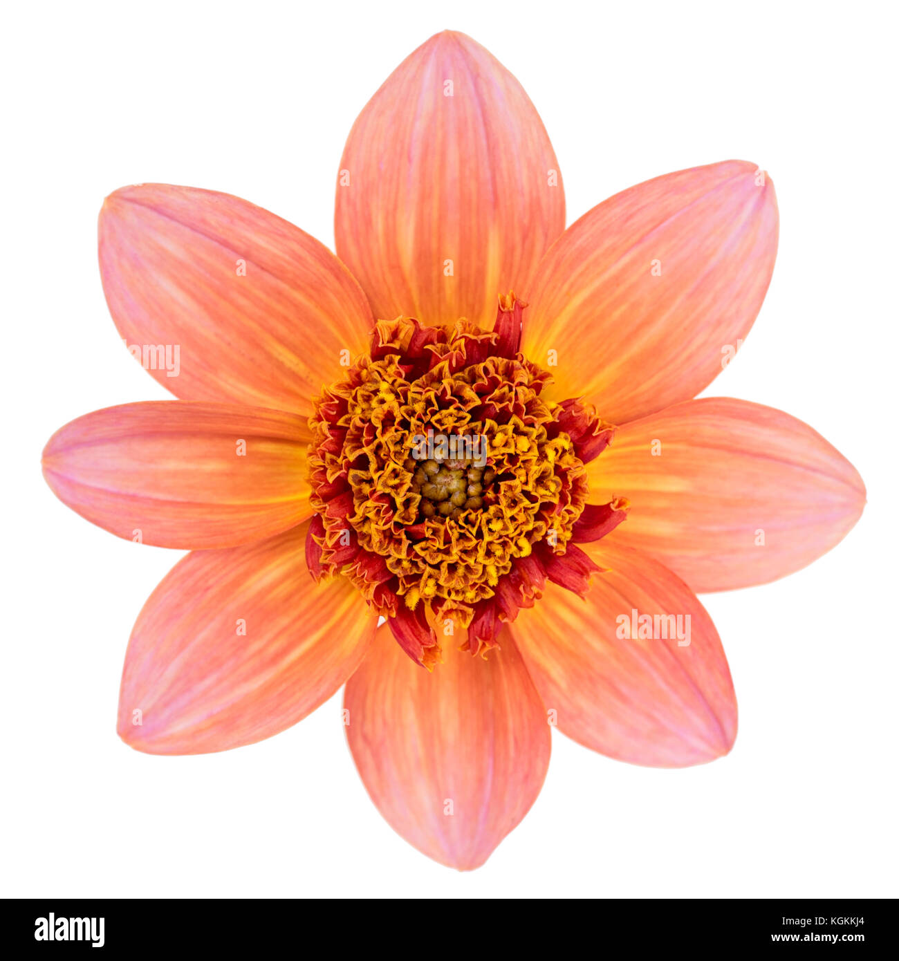 Seule fleur Anémone dahlia var. totalement la mandarine introduit au jardin monde en 2008 et hybridée par Swan River dahlias. Banque D'Images