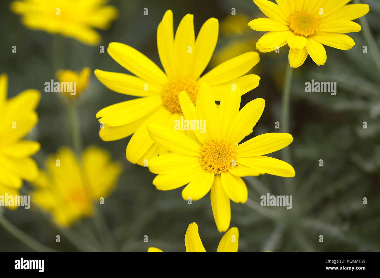 Marguerite jaune parterre appelé marigold (glebionis segetum) avec un arrière-plan foncé. saison d'automne dans la riviera française. Banque D'Images
