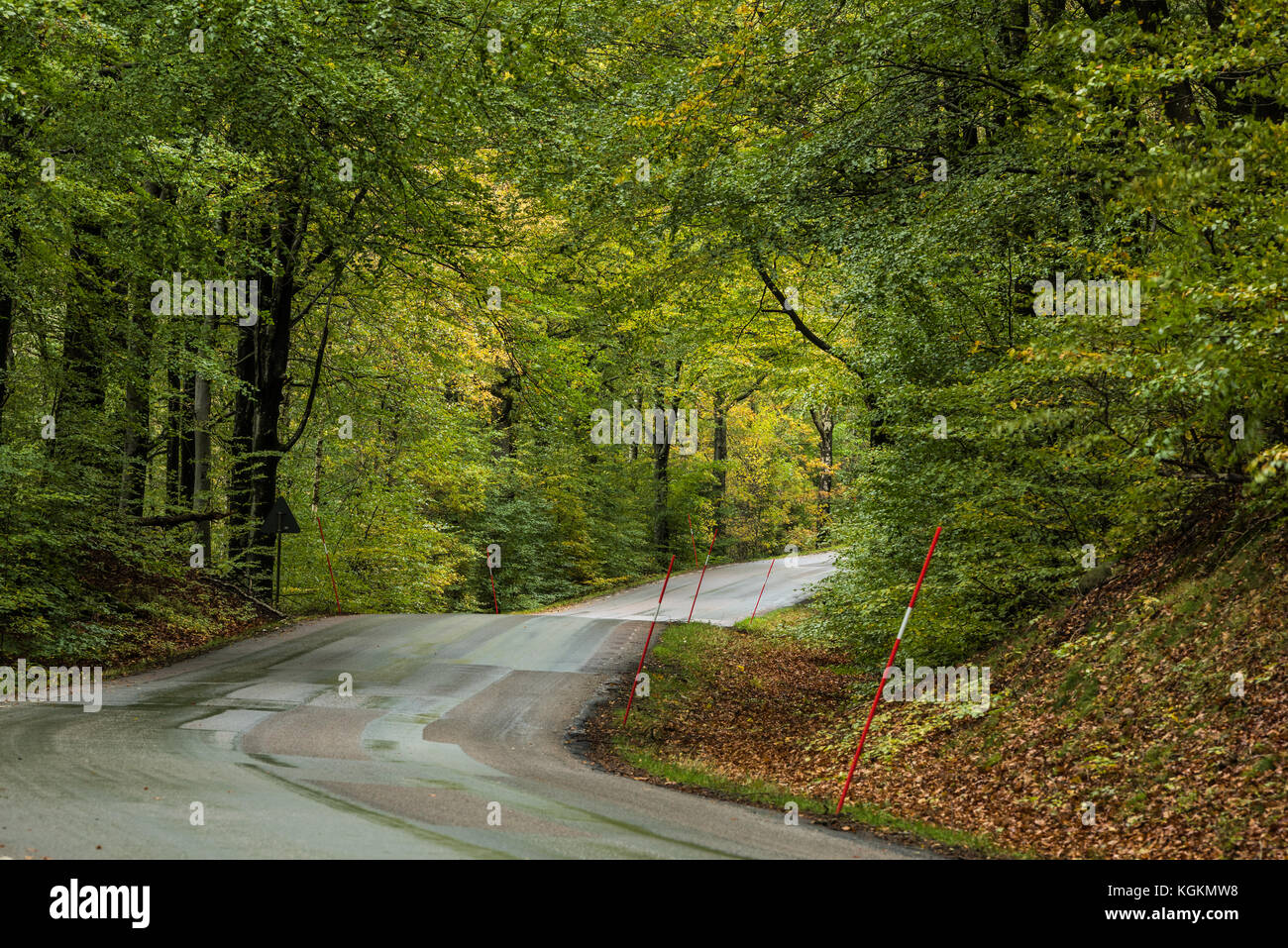 Une route thrue forêt de hêtre dans l'ouest de la Suède Banque D'Images