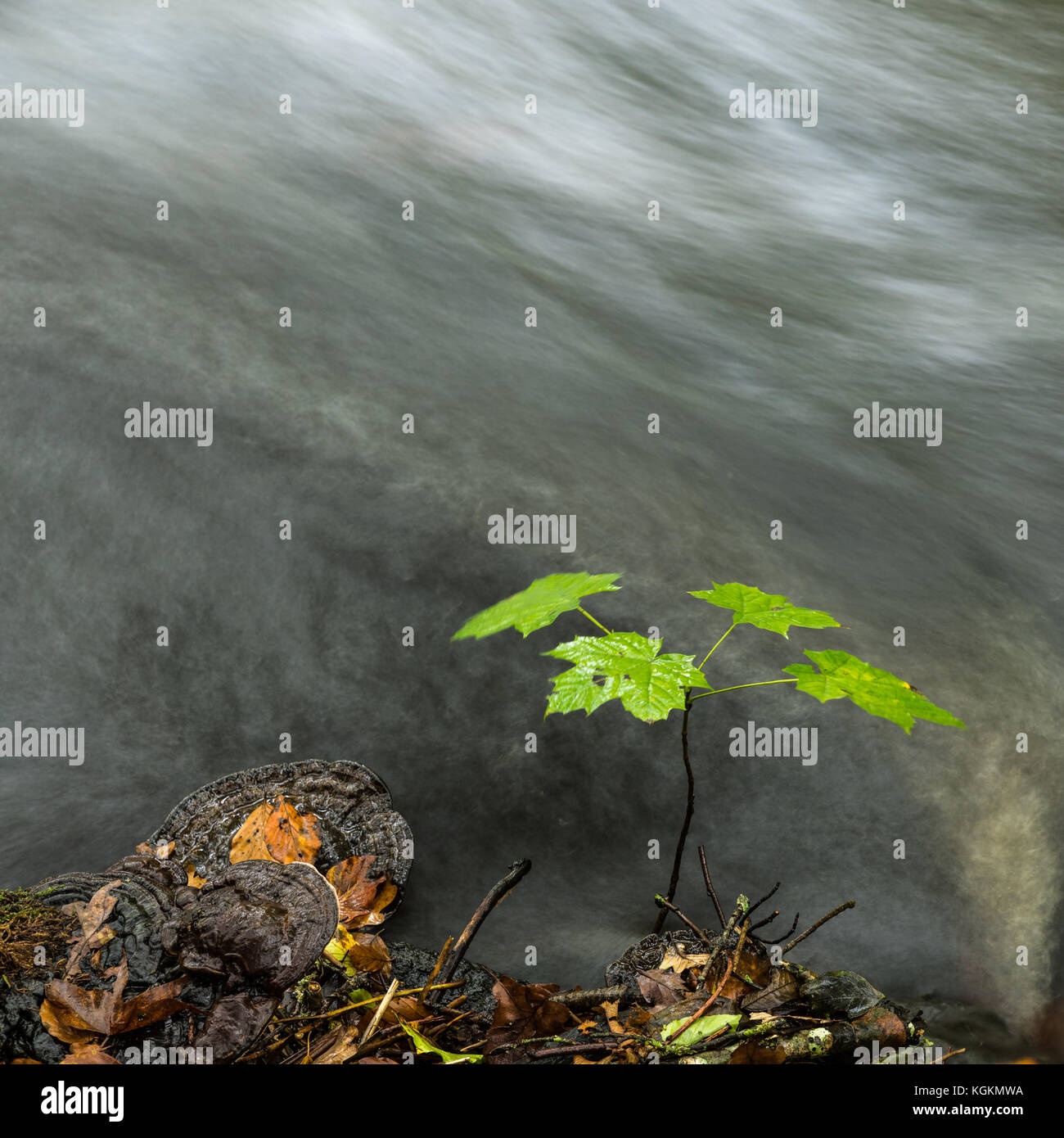 Petite plante d'érable par le ruisseau, ouest de la Suède Banque D'Images