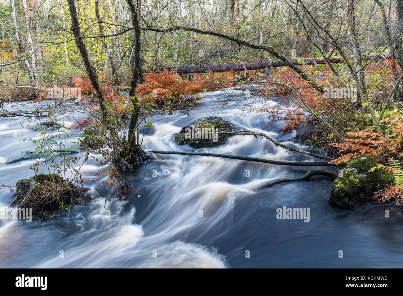 Un ruisseau dans l'ouest de la Suède aux couleurs de l'automne Banque D'Images