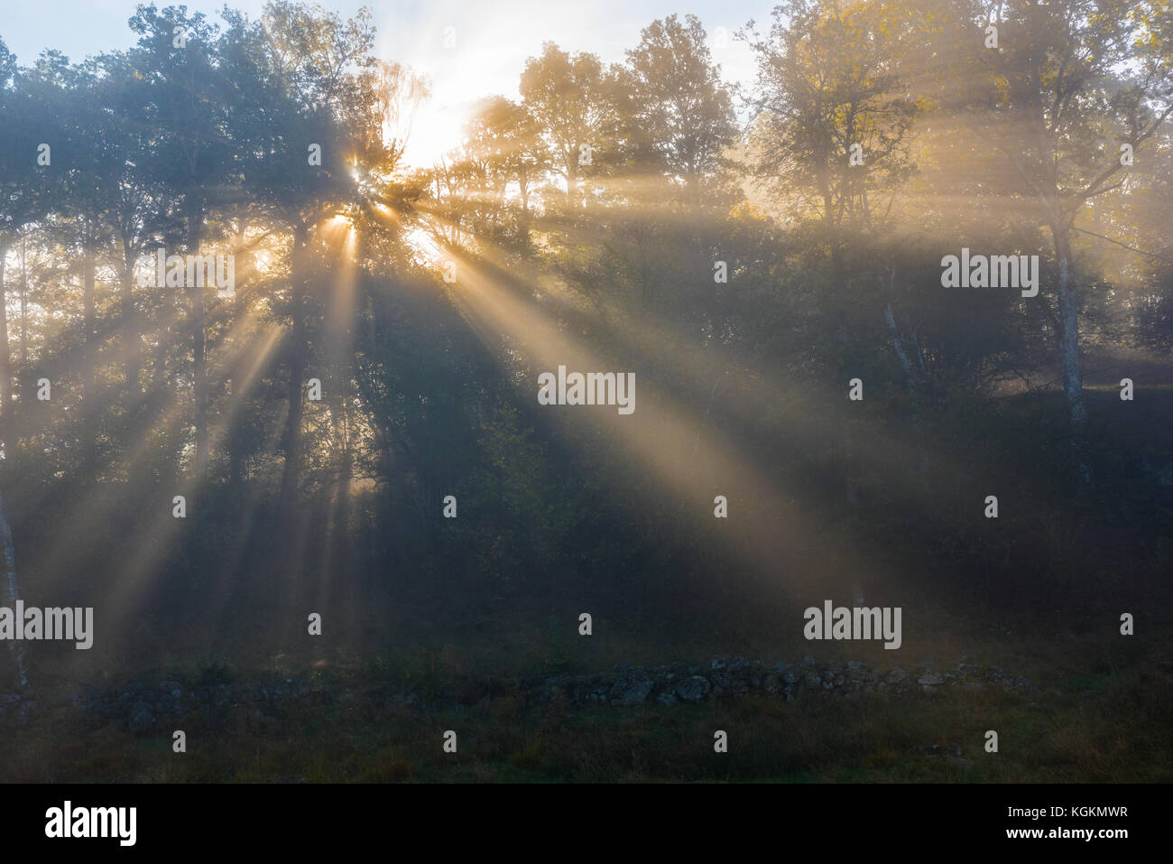 Rayons de soleil le matin, l'ouest de la Suède Banque D'Images