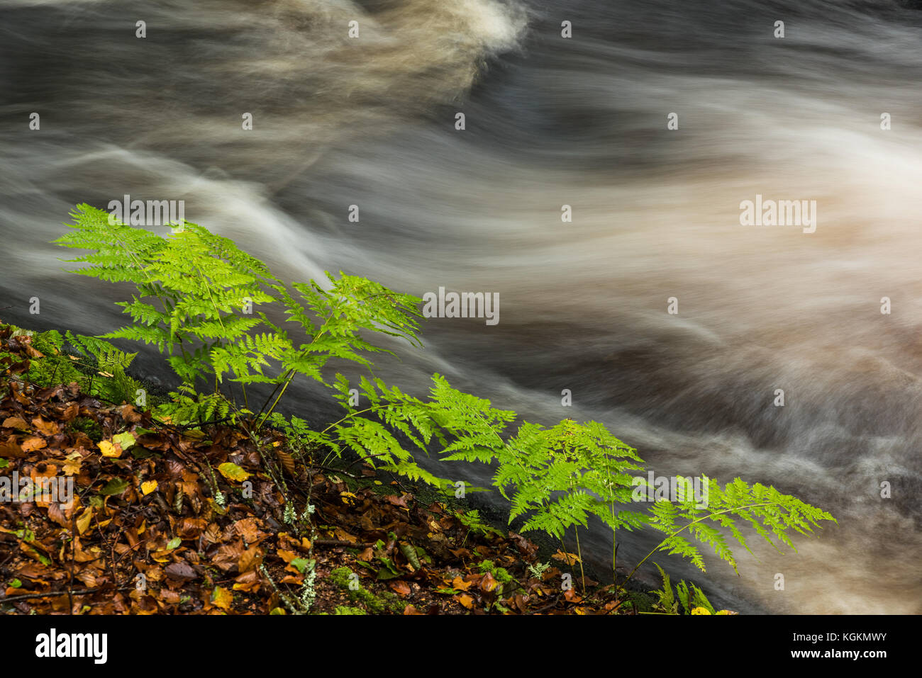 Fougères près d'un ruisseau à l'ouest de la Suède Banque D'Images