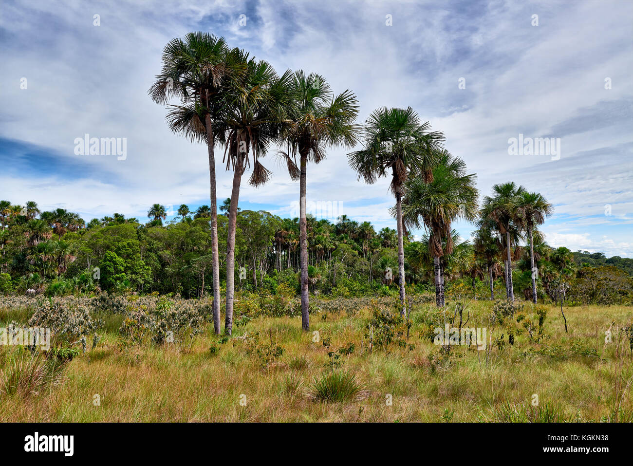 Paysage typique avec des palmiers et des plantes dans le Parc National de Serrania de la Macarena, La Macarena, Colombie, Amérique du Sud Banque D'Images