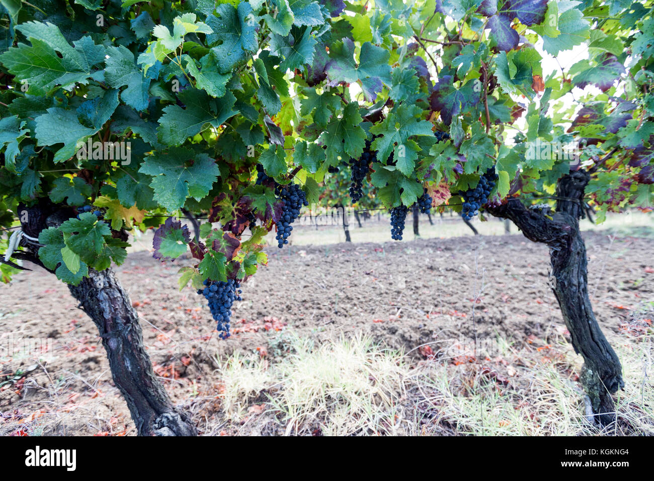 Aoc Monbazillac et Bergerac, raisins des vignobles de la région de la rivière Dordogne. Banque D'Images