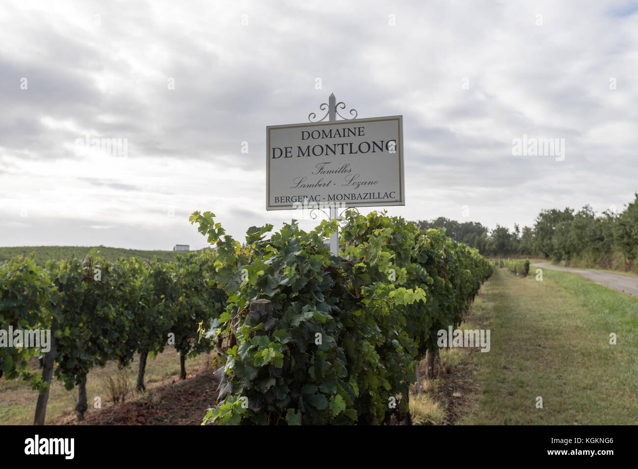 Domaine de montlong, aoc Monbazillac et Bergerac, raisins des vignobles de la région de la rivière Dordogne. Banque D'Images