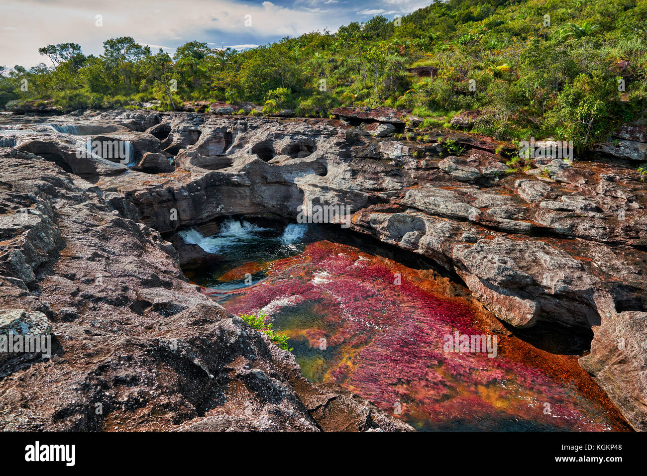 Des algues rouges cano cristales a appelé la "rivière de cinq couleurs' ou le 'Rainbow' liquide, serrania de la Macarena, la Macarena, Colombie, Amérique du Sud Banque D'Images