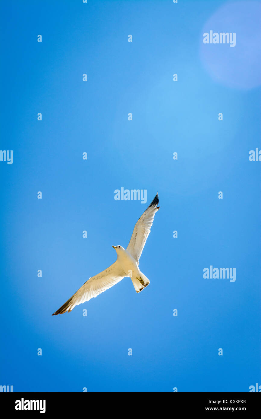 Seagull planer au ciel bleu. Banque D'Images