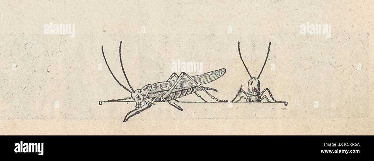 Illustration en noir et blanc de deux sauterelles dans la revue satirique russe Krasnyi smekh (Red rire), 1905. Banque D'Images