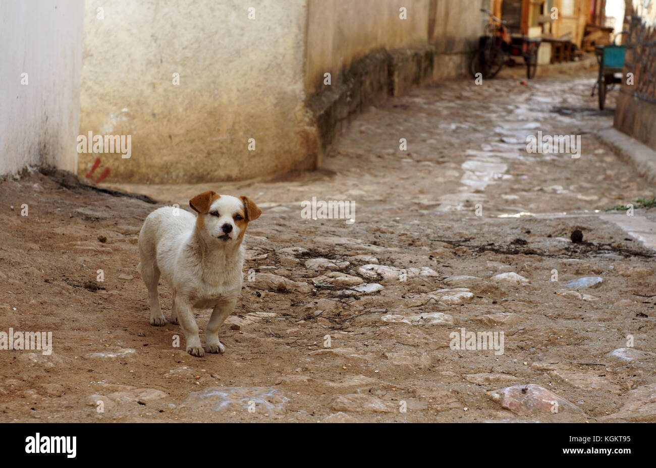 Yunnan chine chien regardant Banque D'Images