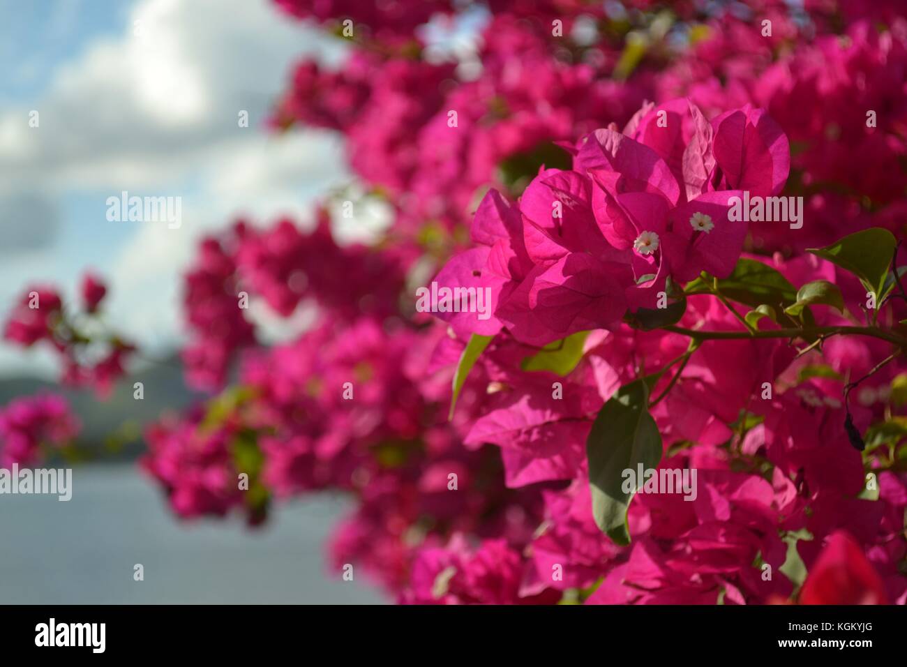 Fleurs tropicales aux couleurs lumineuses sur une journée ensoleillée Banque D'Images