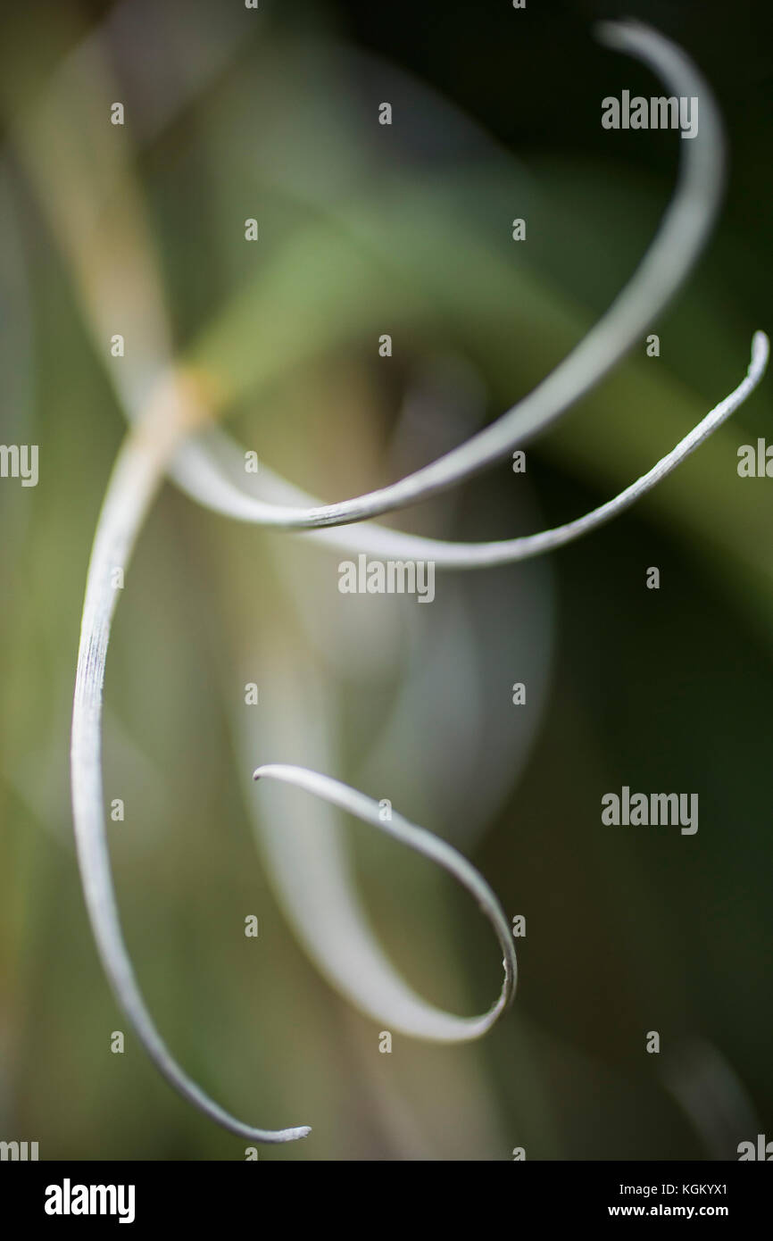 Close-up de feuilles d'une plante Banque D'Images