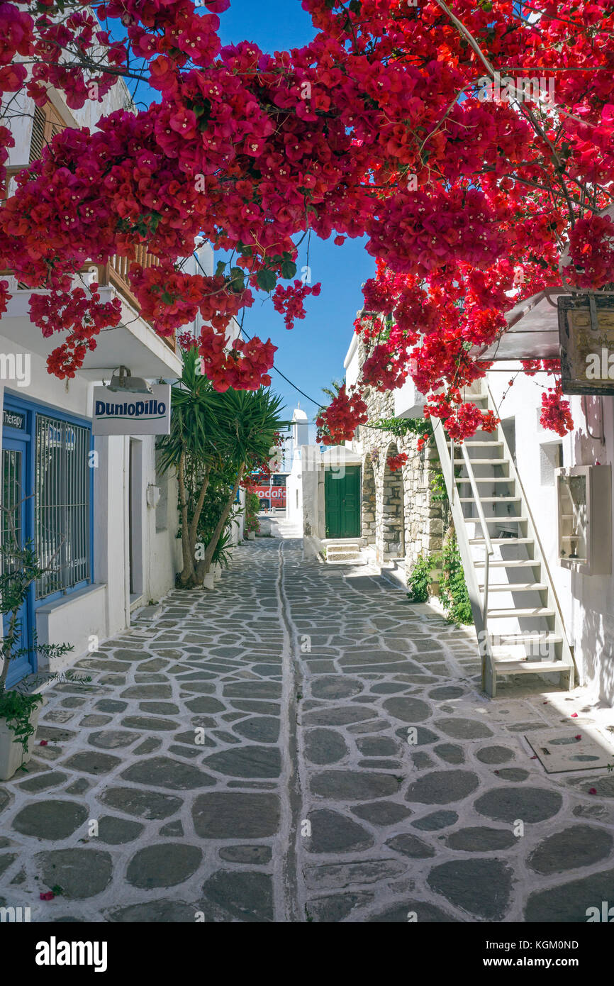 À Bougainville une ruelle étroite, la vieille ville de Parikia, Paros, Cyclades, Mer Égée, Grèce Banque D'Images