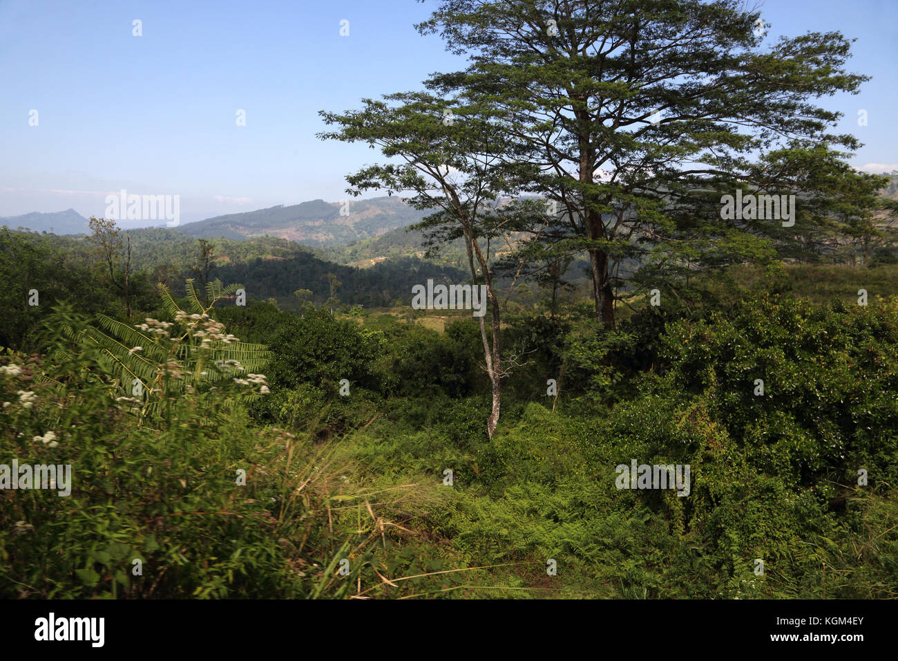 La province centrale du pays Sri Lanka Banque D'Images