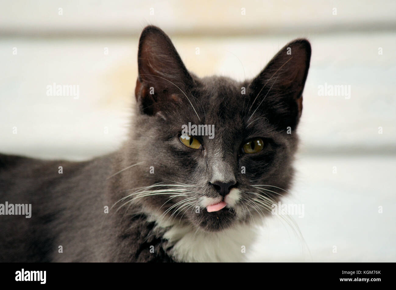 L'extérieur avec Simon le chat Banque D'Images