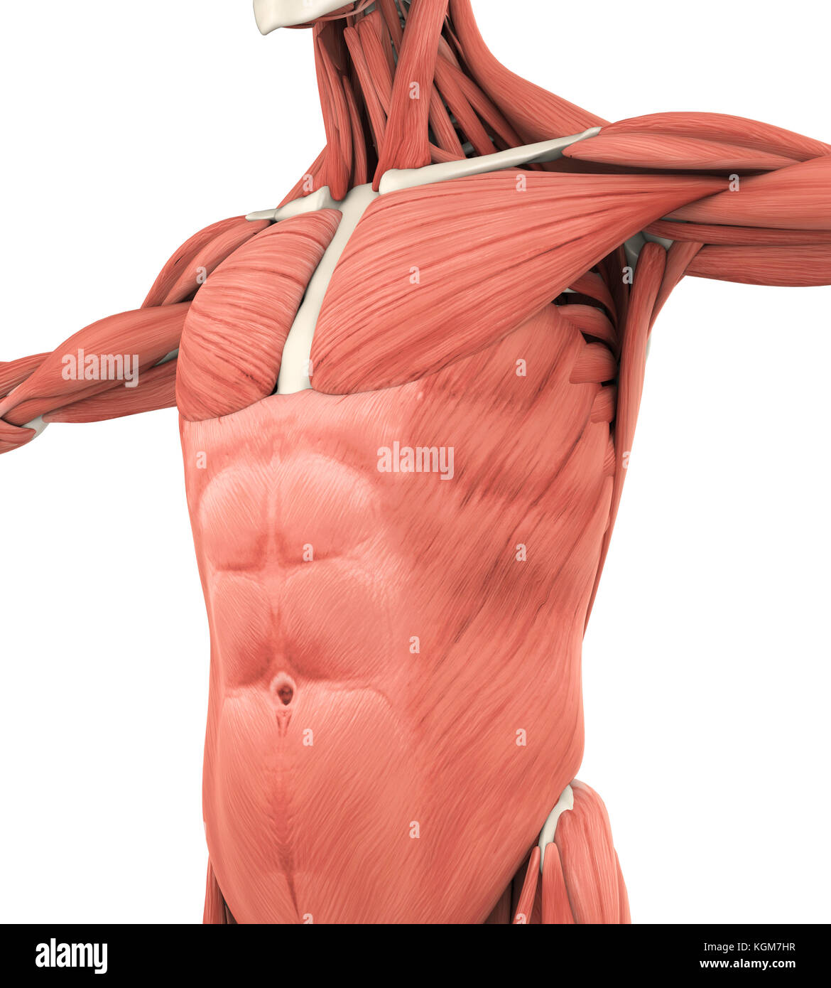 Anatomie des muscles antérieur supérieur Banque D'Images