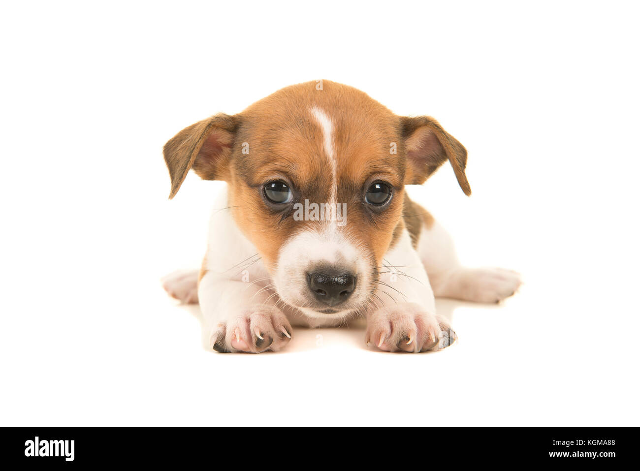 Brun et blanc cute Jack Russel terrier puppy allongé sur le sol vu de face face caméra isolé sur fond blanc Banque D'Images