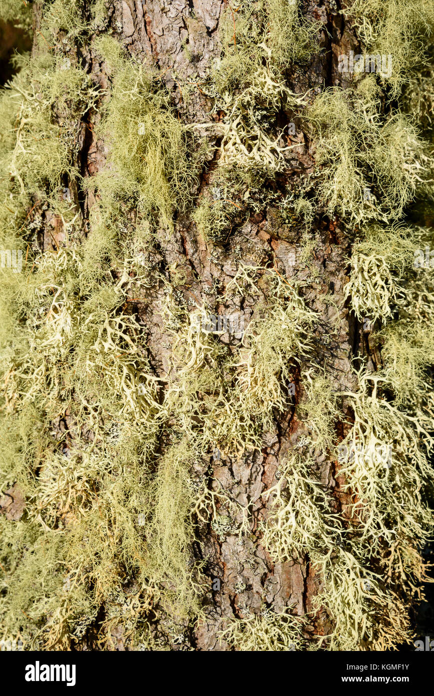 Lichen sur tronc d'arbre Banque D'Images
