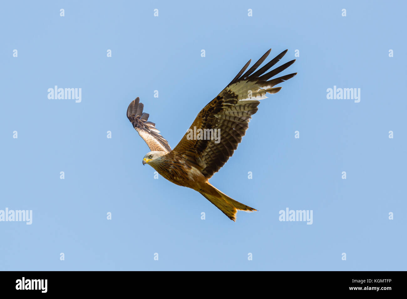 Fermer voir red kite flying naturelles (Milvus milvus) d'oiseaux de proie, les ailes, ciel bleu Banque D'Images