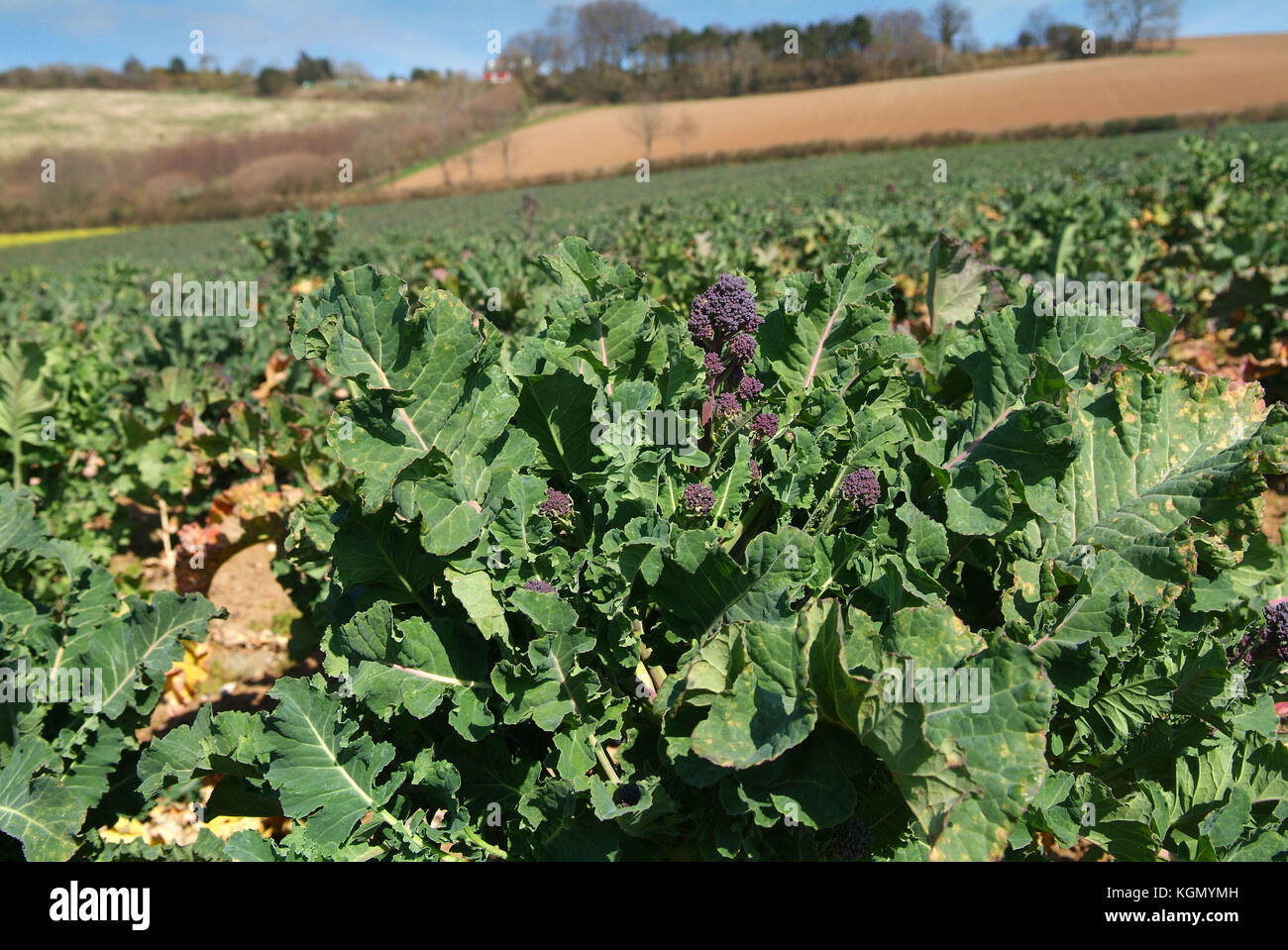 Riverford cuisine de campagne, TOTNES, Devonshire, avec Jane Baxter, chef du restaurant, préparation de la rhubarbe, Purple Sprouting brocoli dans le champ, Banque D'Images