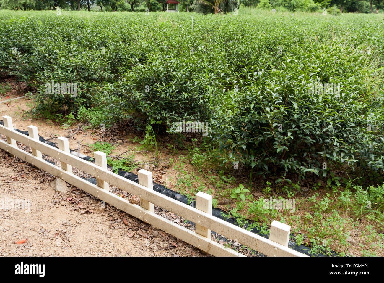 Les plantations de thé, Luye Township, comté de Taitung, Taïwan Banque D'Images