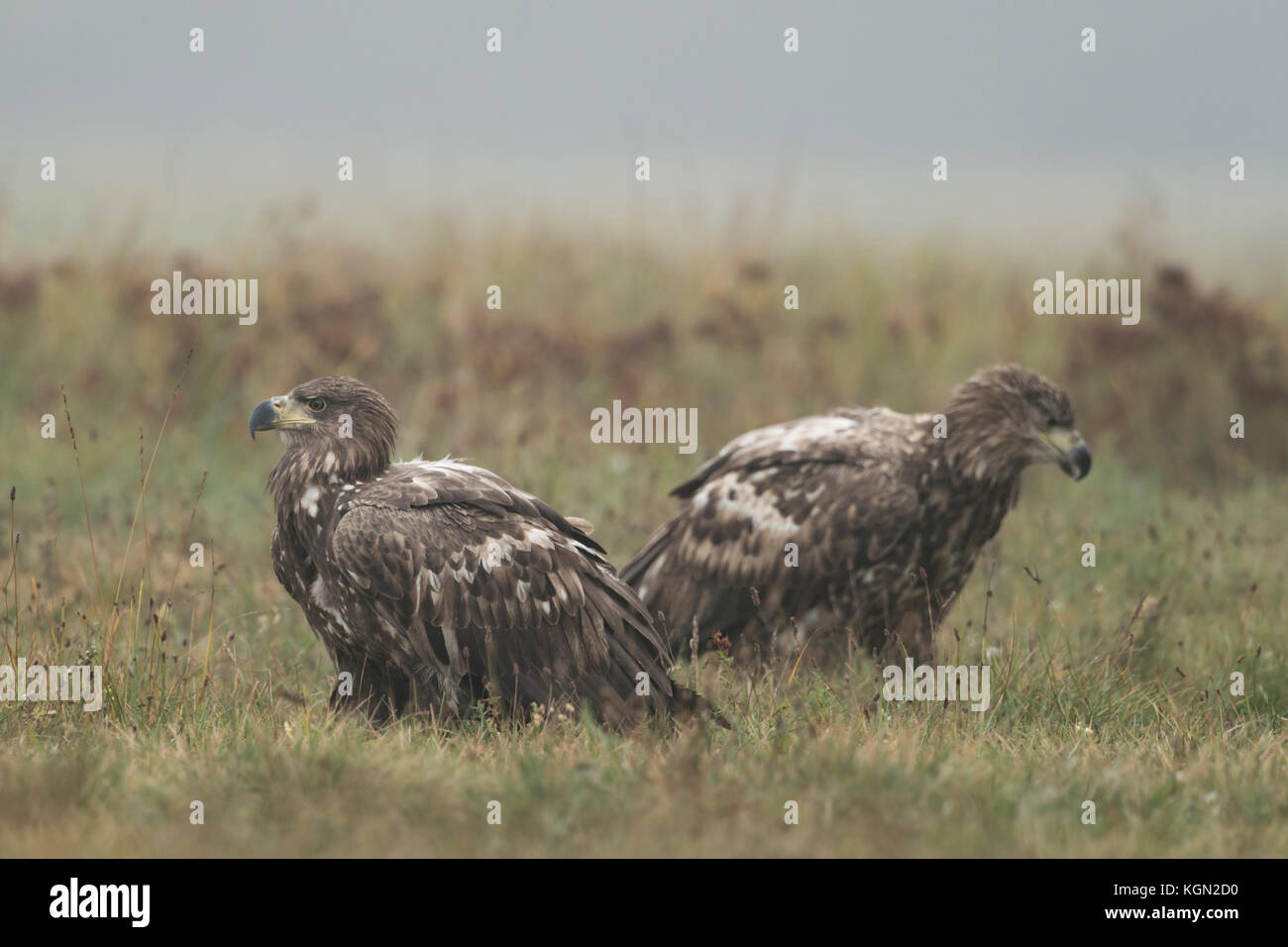 Aigles à queue blanche / aigles de mer ( Haliaeetus albicilla ), deux jeunes, immatures, adolescents, assis sur le sol, au repos, tôt le matin, Europe Banque D'Images