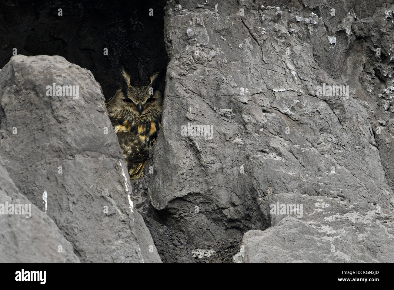 Hibou de l'aigle eurasien ( Bubo bubo ), adulte, se cachant au cours de la journée derrière des rochers de lignite, charbon brun dans une mine de surface, faune, Europe. Banque D'Images