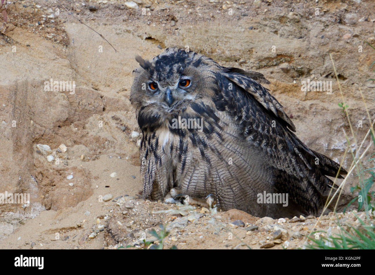 Grand hiboux / europaeische uhus ( Bubo bubo ), jeune oiseau, assis dans la pente d'une carrière de sable, l'air fatigué, somnolent, faune, l'Europe. Banque D'Images