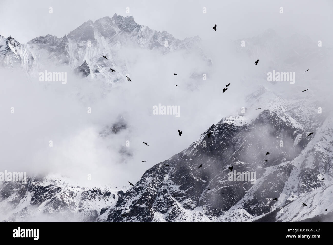 Oiseaux volant dans la vallée de Langtang, au Népal Banque D'Images