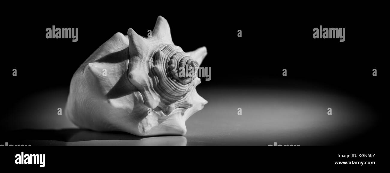 Sea Shell éclairés sur fond sombre moody Banque D'Images