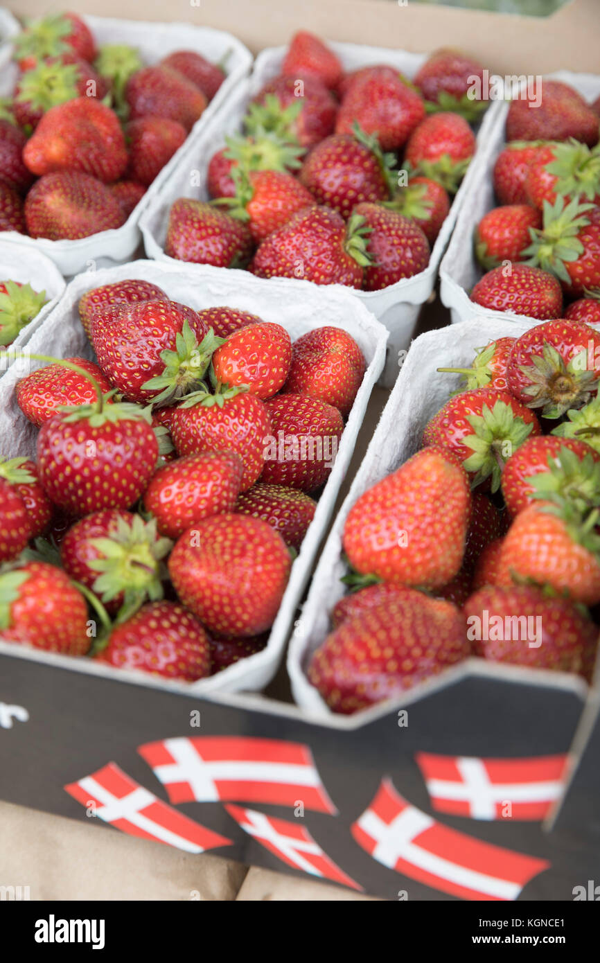Fraises danois en été, Gilleleje, Danemark, Europe Banque D'Images