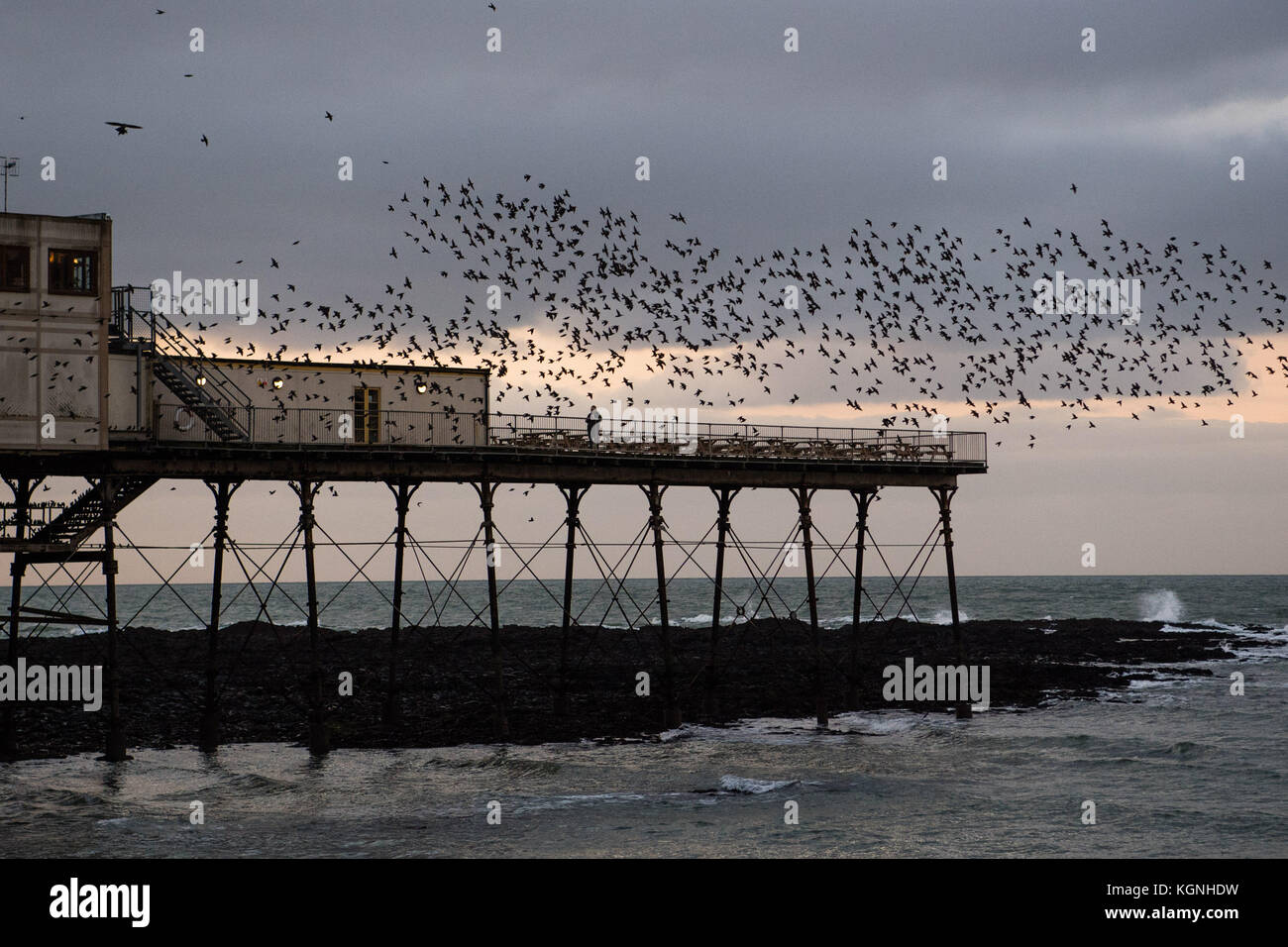 Aberystwyth, pays de Galles, Royaume-Uni. 9 novembre 2017. Météo britannique : par une soirée couverte, des milliers d'étourneaux reviennent de leur aire de ravitaillement pour dormir en toute sécurité pour la nuit sur la jetée balnéaire distinctive d'Aberystwyth crédit : Keith Morris/Alamy Live News Banque D'Images