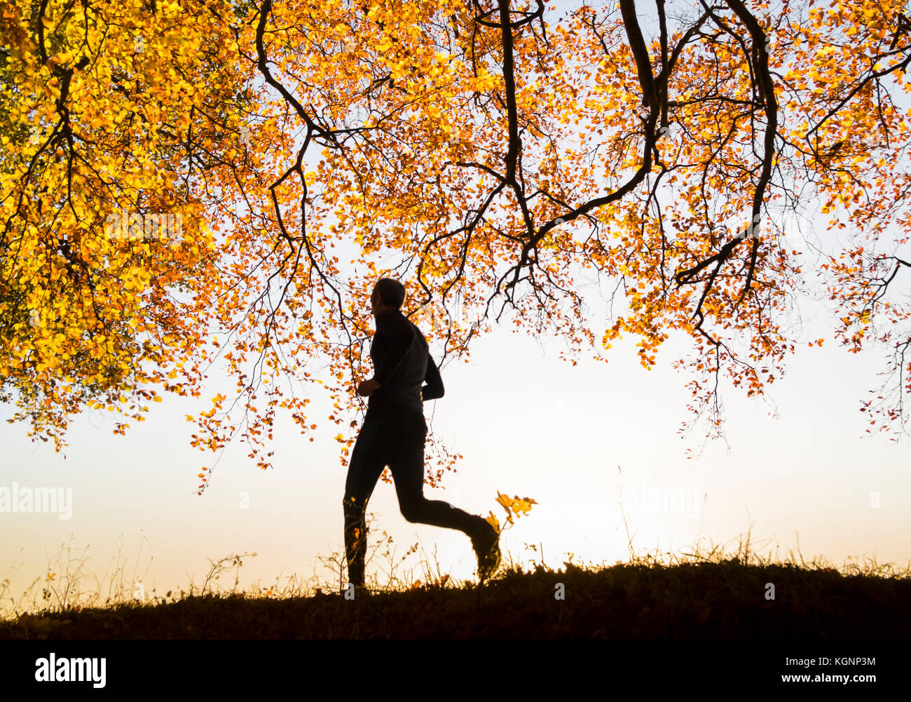 Mâle mature jogger running through woodland au lever du soleil en automne. UK Banque D'Images