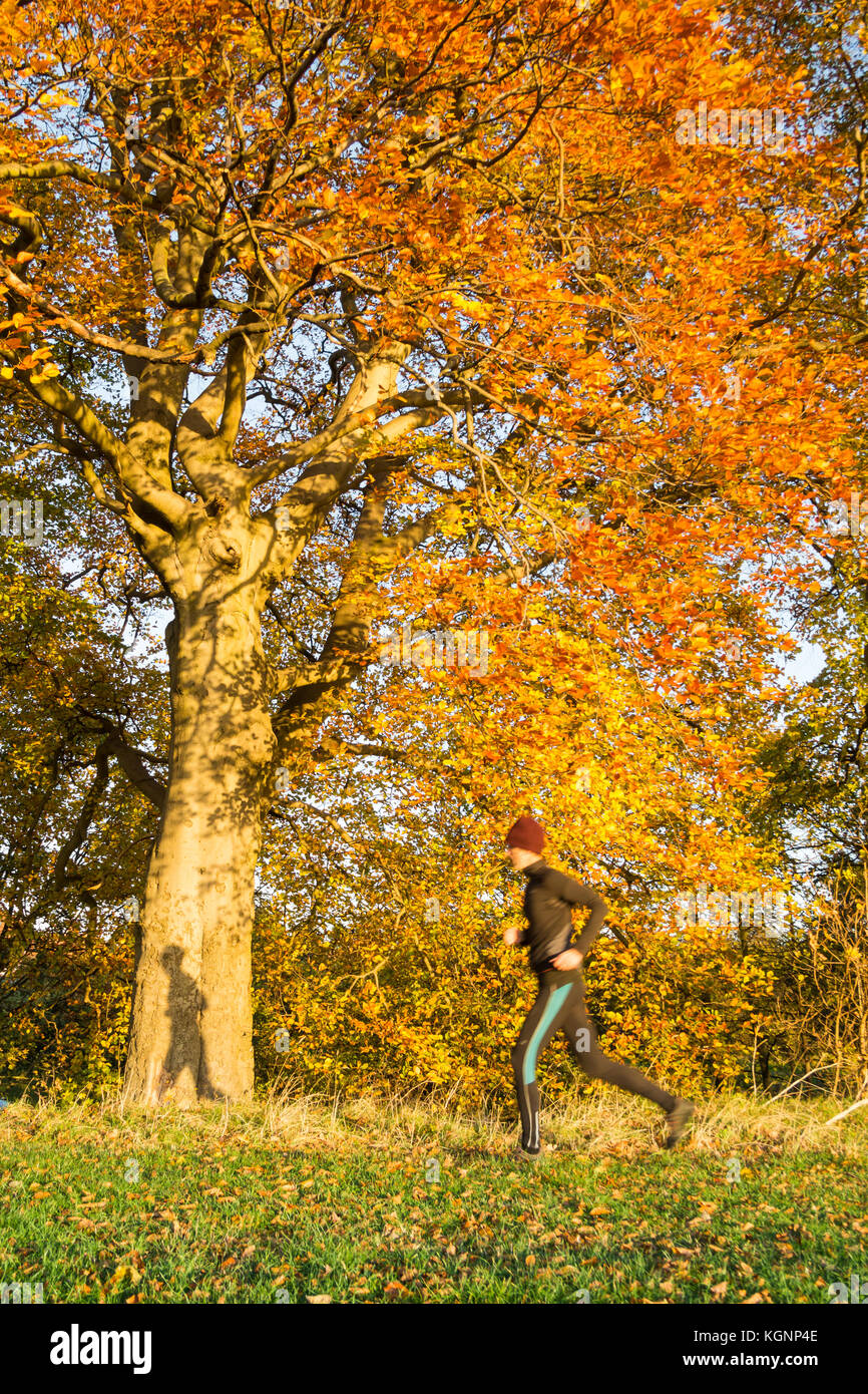 Mâle mature jogger running entre forêt en automne. UK Banque D'Images