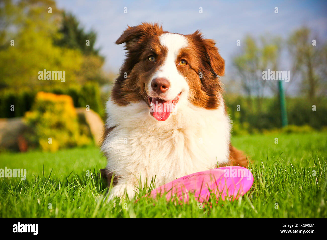 Un joli chien est allongé sur une herbe et tenant son frisbee. Banque D'Images