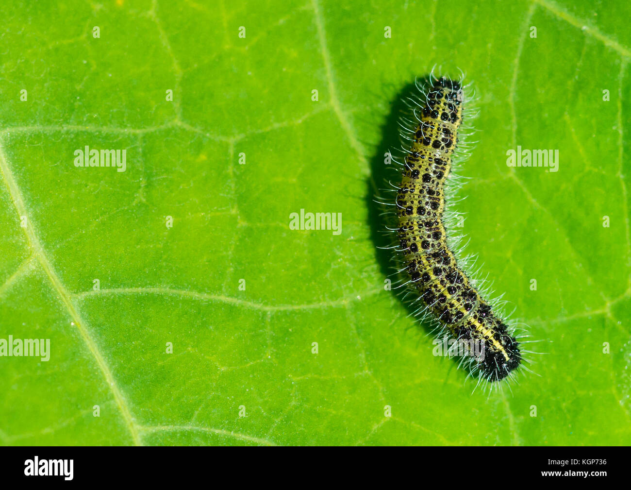 Un plan macro sur un grand papillon blanc Caterpillar. Banque D'Images