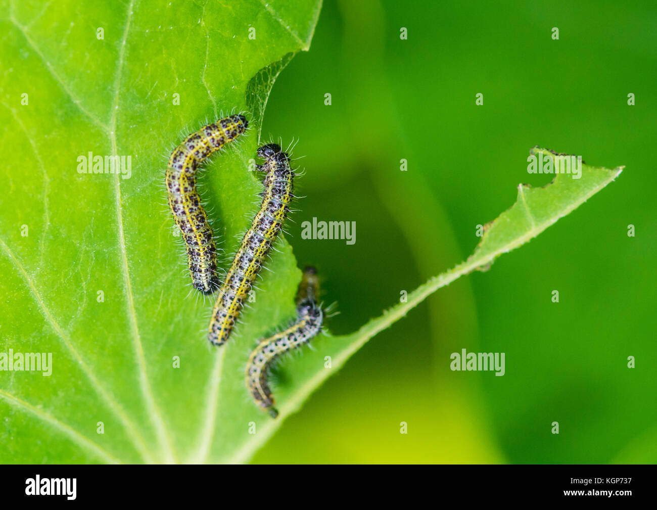 Un plan macro sur grand papillon blanc manger une larve de feuilles de capucines. Banque D'Images