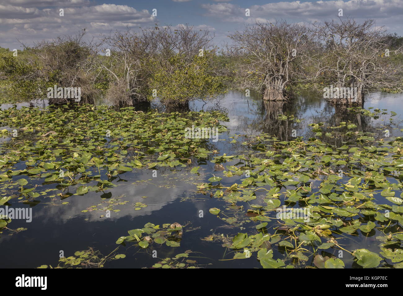 Étang des pommiers, Annona glabra, et des nénuphars dans le parc national des Everglades, le long de l'anhinga trail. La Floride. Banque D'Images
