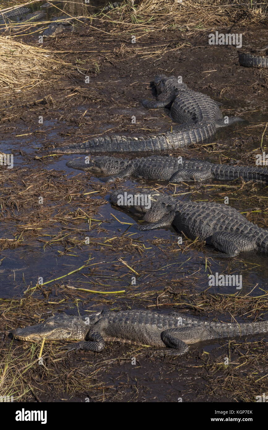 Groupe d'alligators Alligator mississippiensis, américain, dans le trou d'Alligator, Everglades, en Floride. Banque D'Images