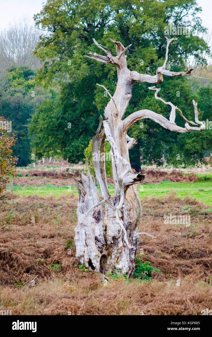 Le tronc funky Banque D'Images