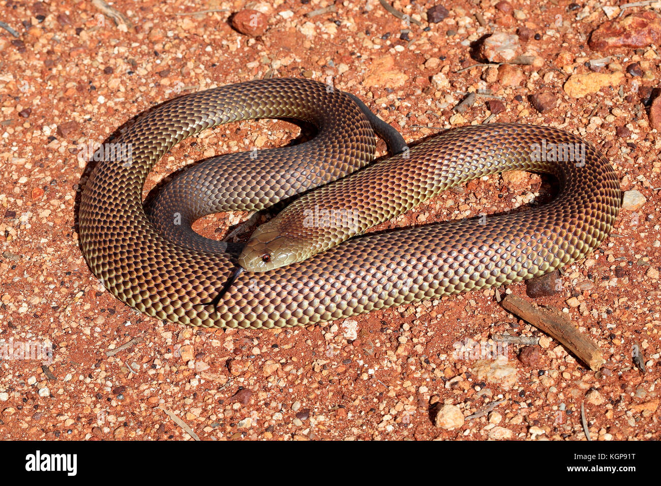 Le roi serpent brun Banque D'Images