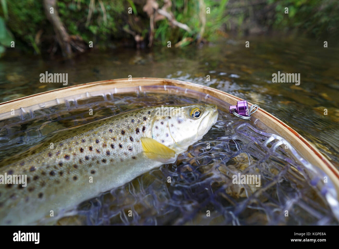 Close-up brown trout fly catch Banque D'Images