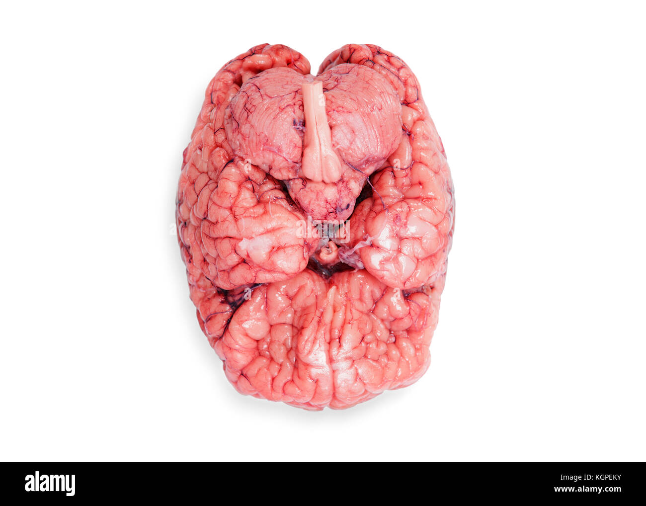 Cerveau humain, cut out Banque D'Images