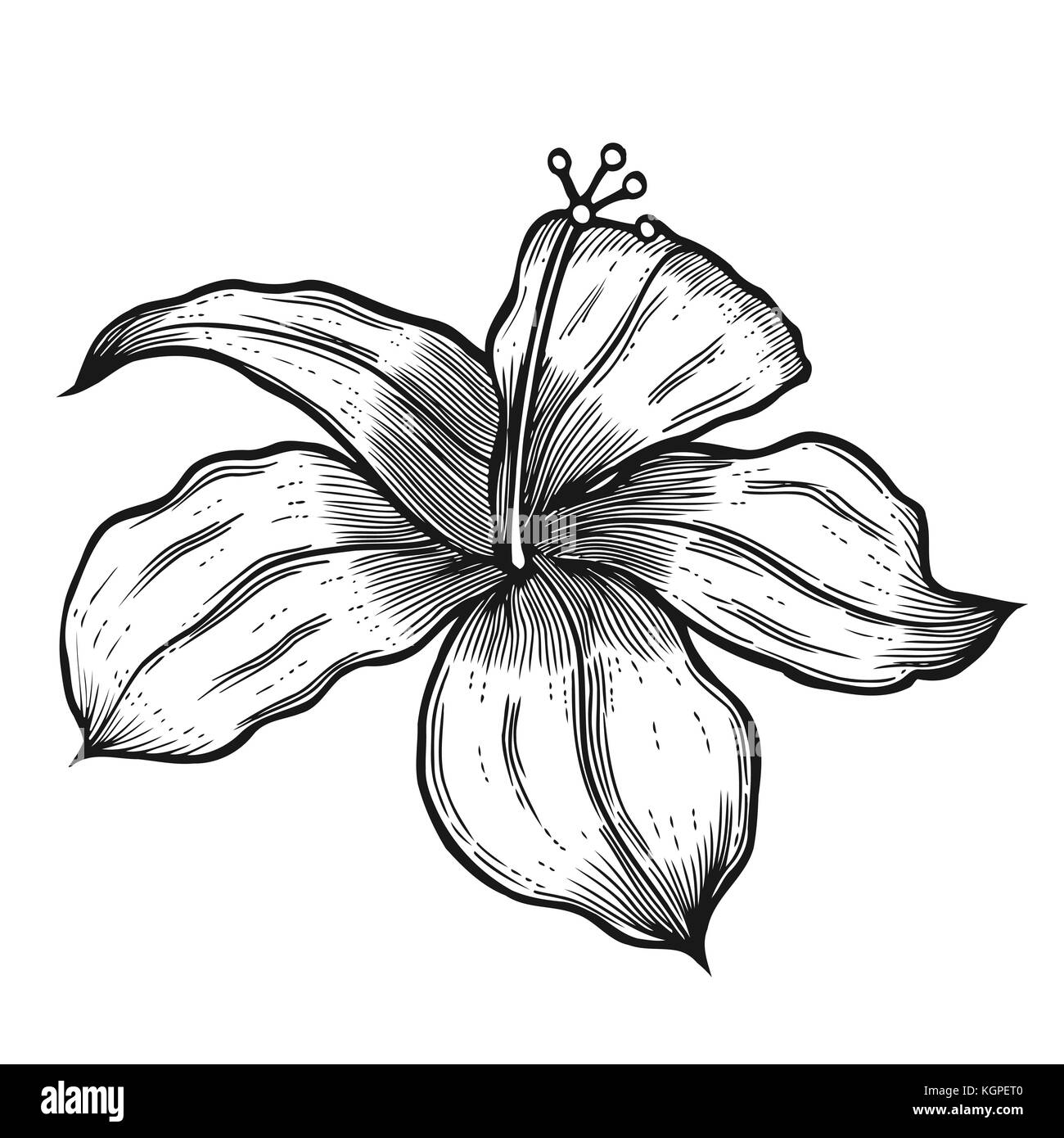 Fleur d'hibiscus dans un style vintage gravure sur bois Gravure gravée Illustration de Vecteur