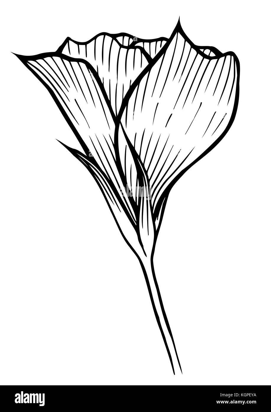 Image fleurs de printemps tulipe, vector illustration isolé sur fond blanc Illustration de Vecteur