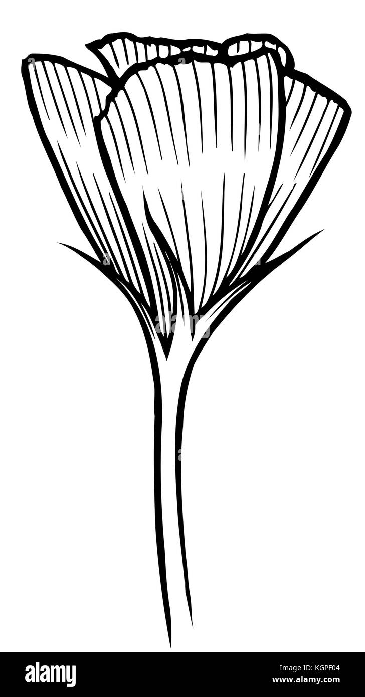 Image fleurs de printemps tulipe, vector illustration isolé sur fond blanc Illustration de Vecteur