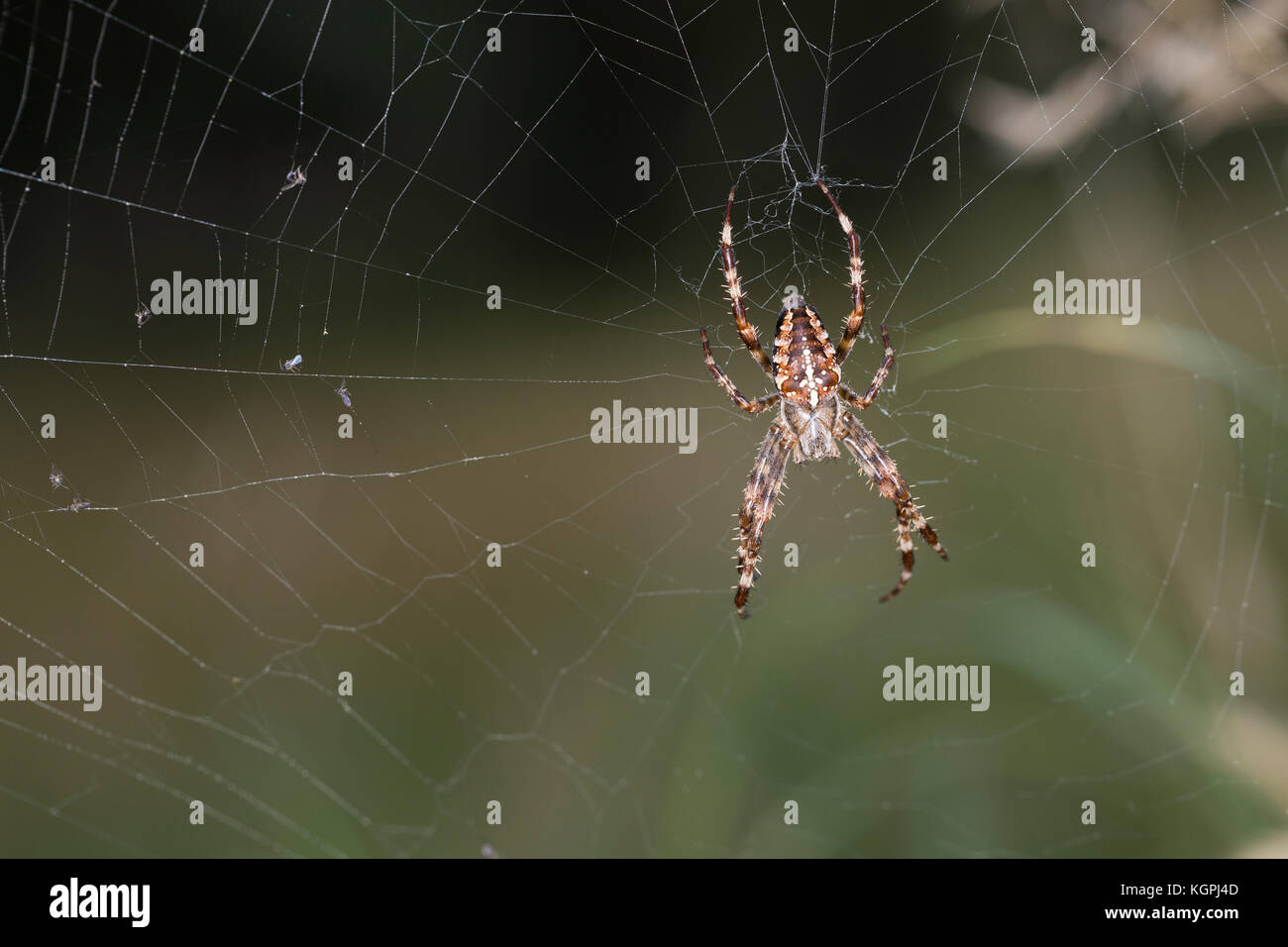 Garten-Kreuzspinne Gartenkreuzspinne Kreuzspinne,, Gemeine lauert in Ihrem Netz, Radnetz Araneus diadematus, croix, orbweaver, araignée des jardins, Banque D'Images