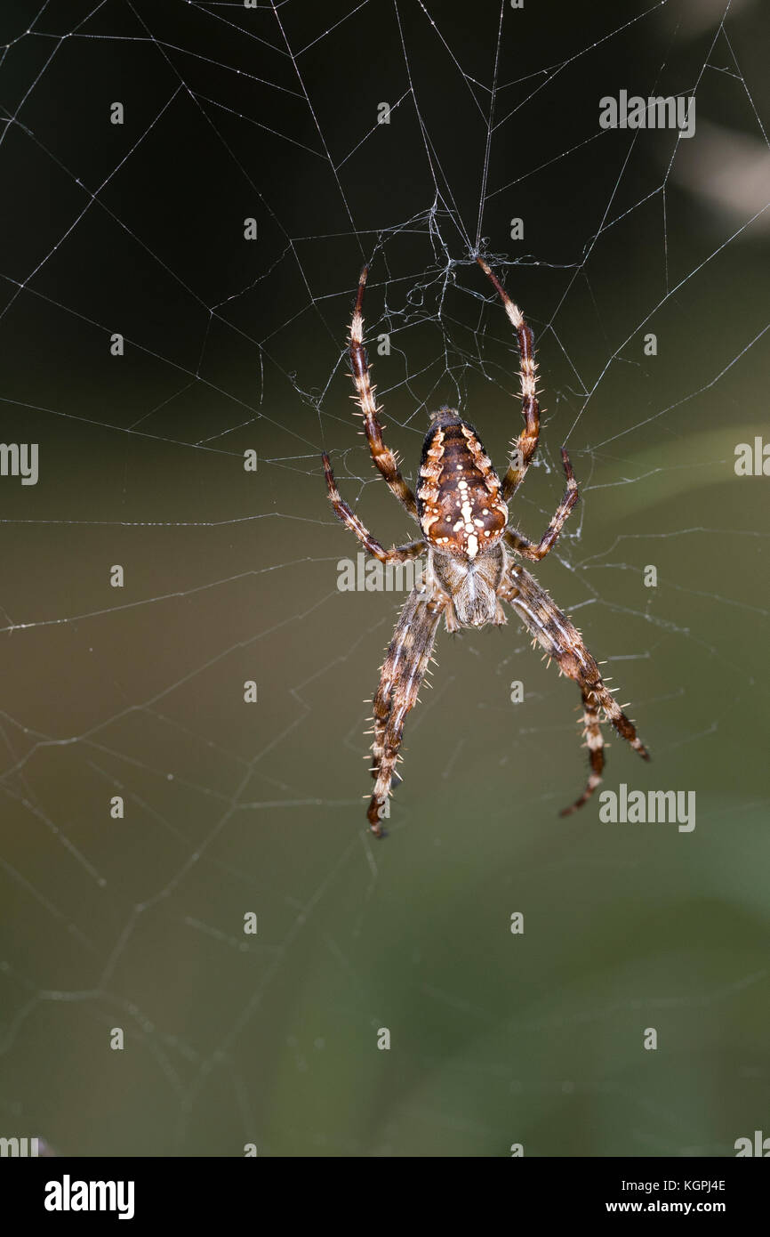 Garten-Kreuzspinne Gartenkreuzspinne Kreuzspinne,, Gemeine lauert in Ihrem Netz, Radnetz Araneus diadematus, croix, orbweaver, araignée des jardins, Banque D'Images