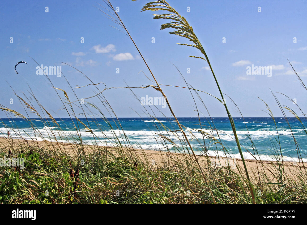 L'herbe de la mer brise de l'océan de l'eau bleu vif Banque D'Images