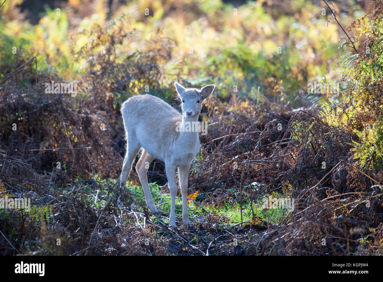 Faon De Daim Dama Dama Seul Dans D Epaisseur Et De Fougeres Fougere Photo Stock Alamy